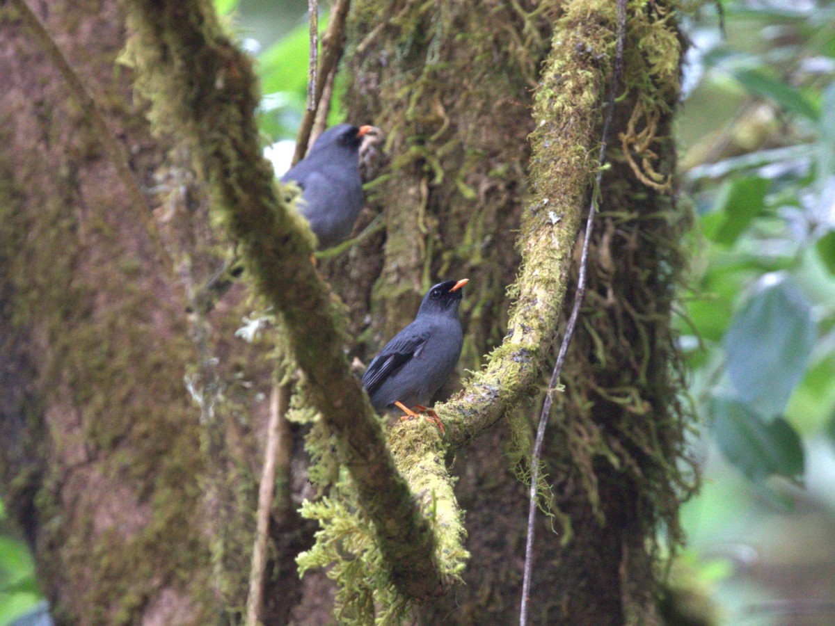 Solitario Carinegro - ML622748657