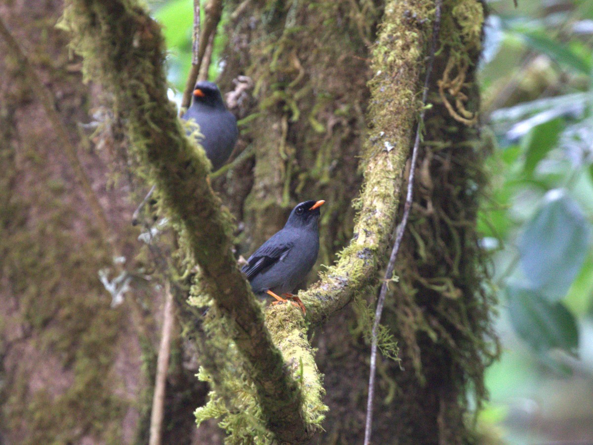 Solitario Carinegro - ML622748658