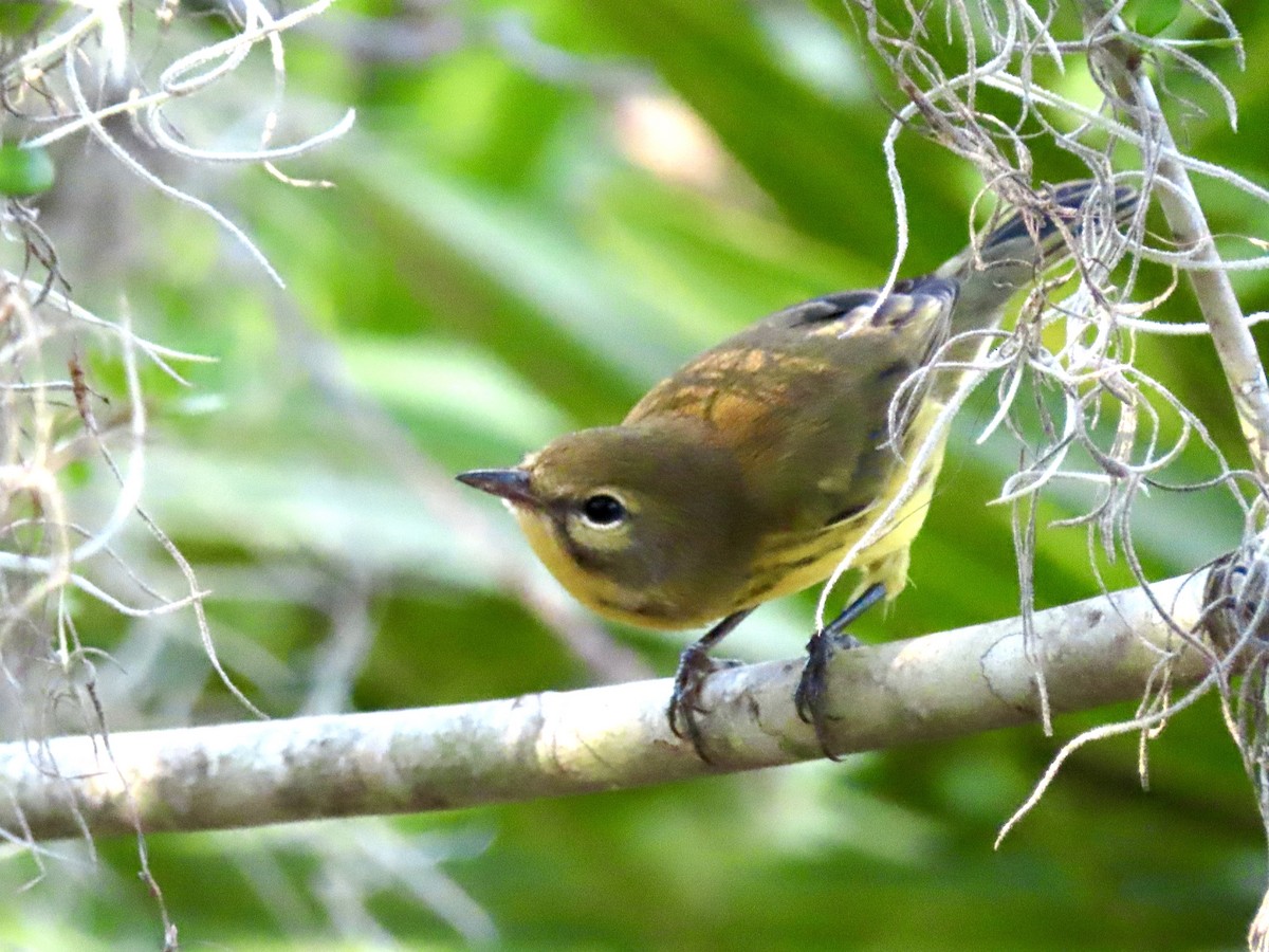 Prairie Warbler - Stephanie Parker