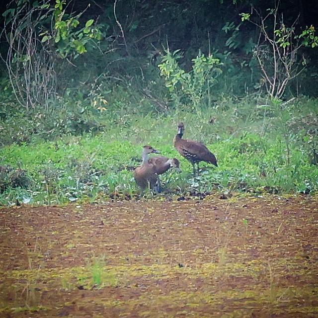 West Indian Whistling-Duck - Jeff Kietzmann