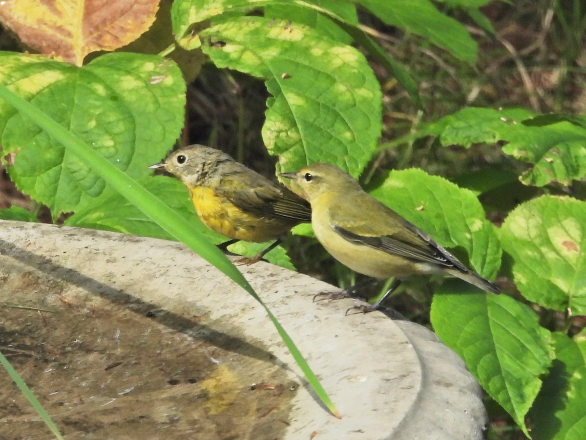 Nashville Warbler - ML622748698