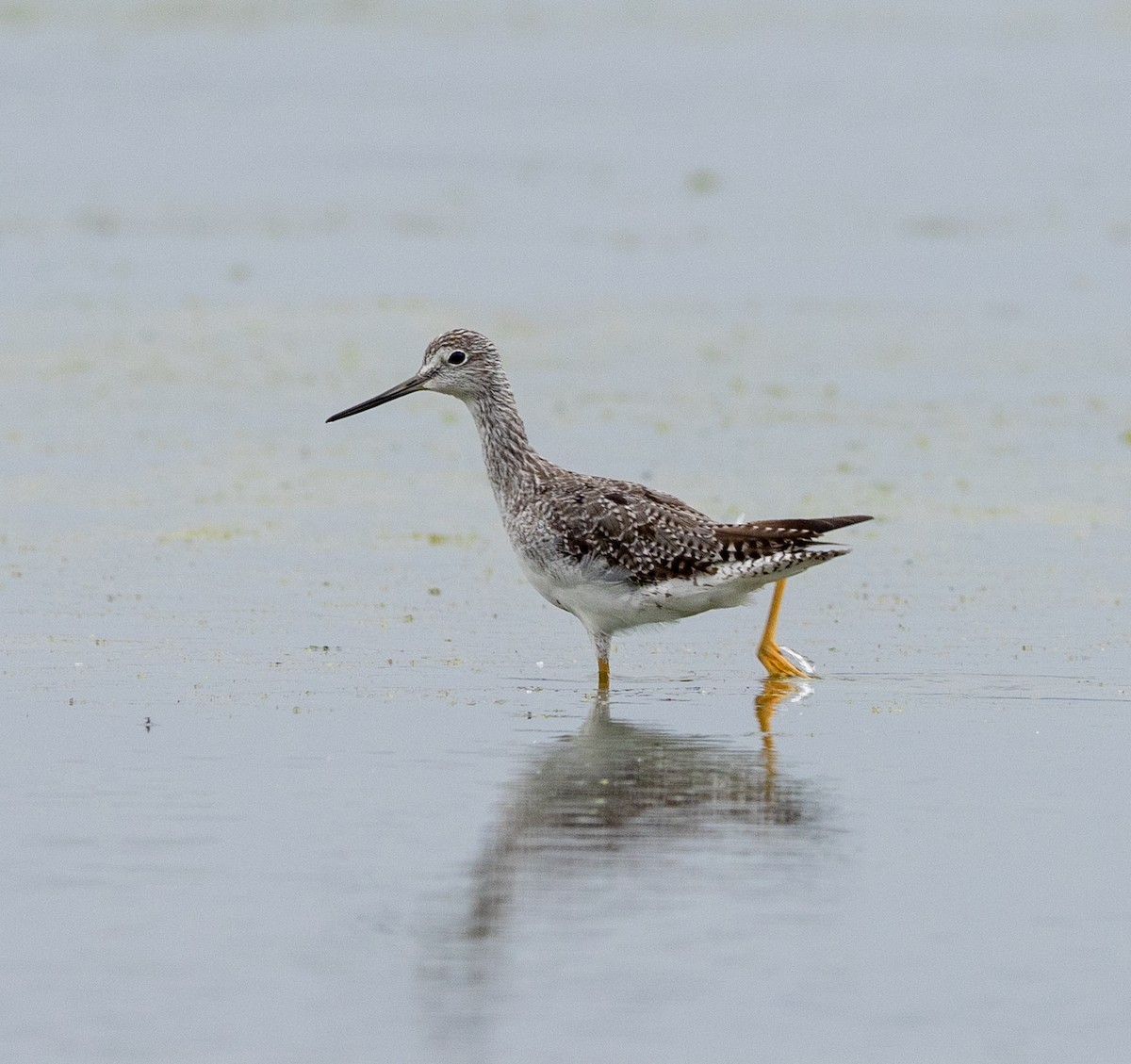 Greater Yellowlegs - ML622748702