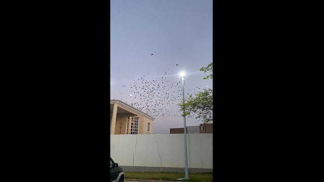 Carib Grackle - ML622748712
