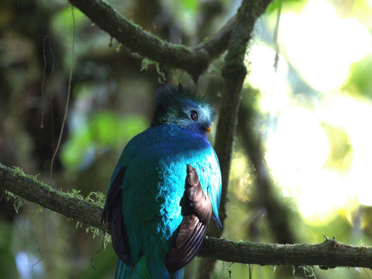 Resplendent Quetzal (Costa Rican) - Menachem Goldstein