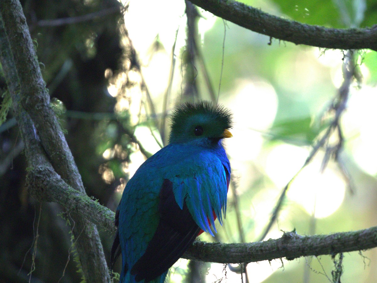 Resplendent Quetzal (Costa Rican) - Menachem Goldstein