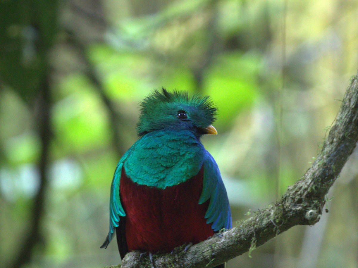 Resplendent Quetzal (Costa Rican) - Menachem Goldstein