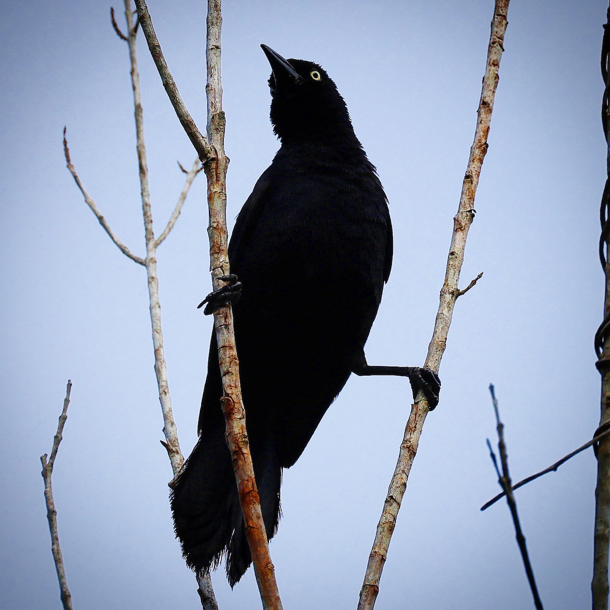 Greater Antillean Grackle - ML622748736