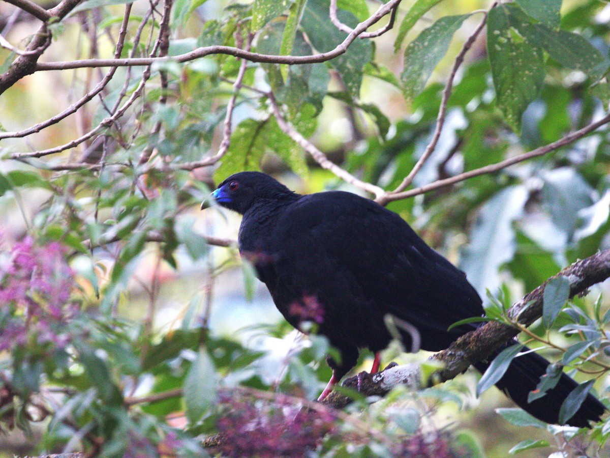 Black Guan - Menachem Goldstein