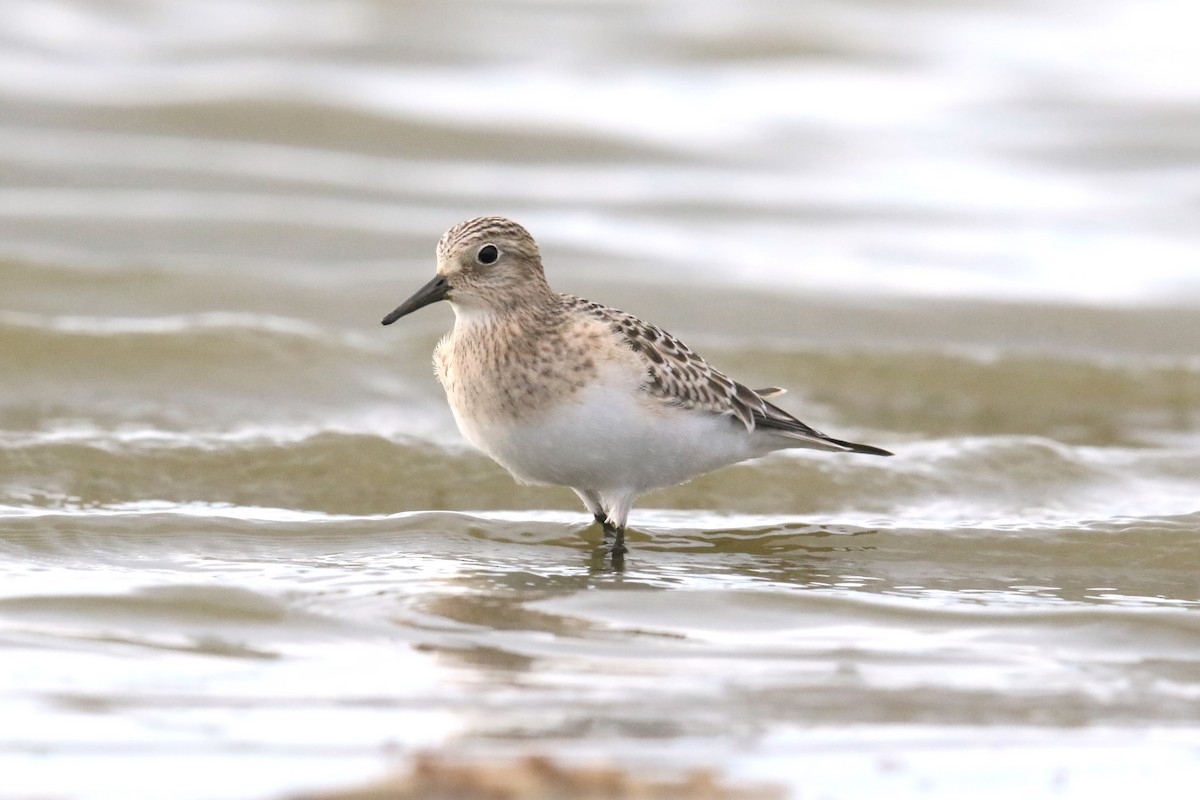 Baird's Sandpiper - James Kerner