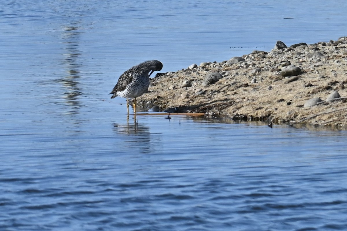 Greater Yellowlegs - Gillian  Richards