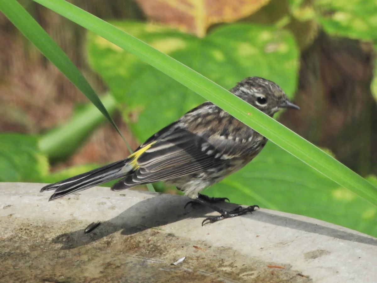 Yellow-rumped Warbler - ML622748752