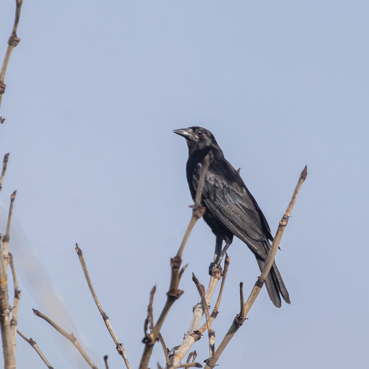 Cuban Blackbird - ML622748774