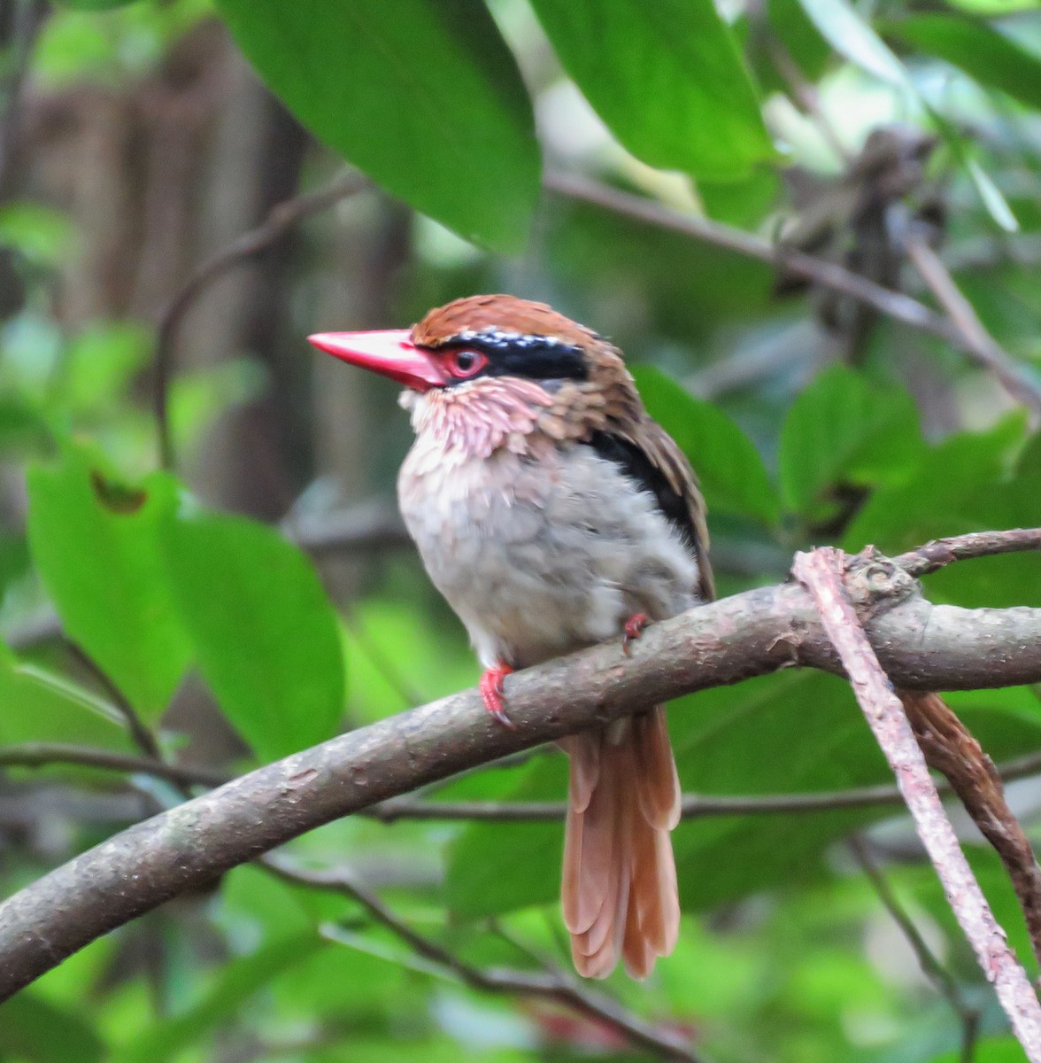 Sulawesi Lilac Kingfisher - ML622748786