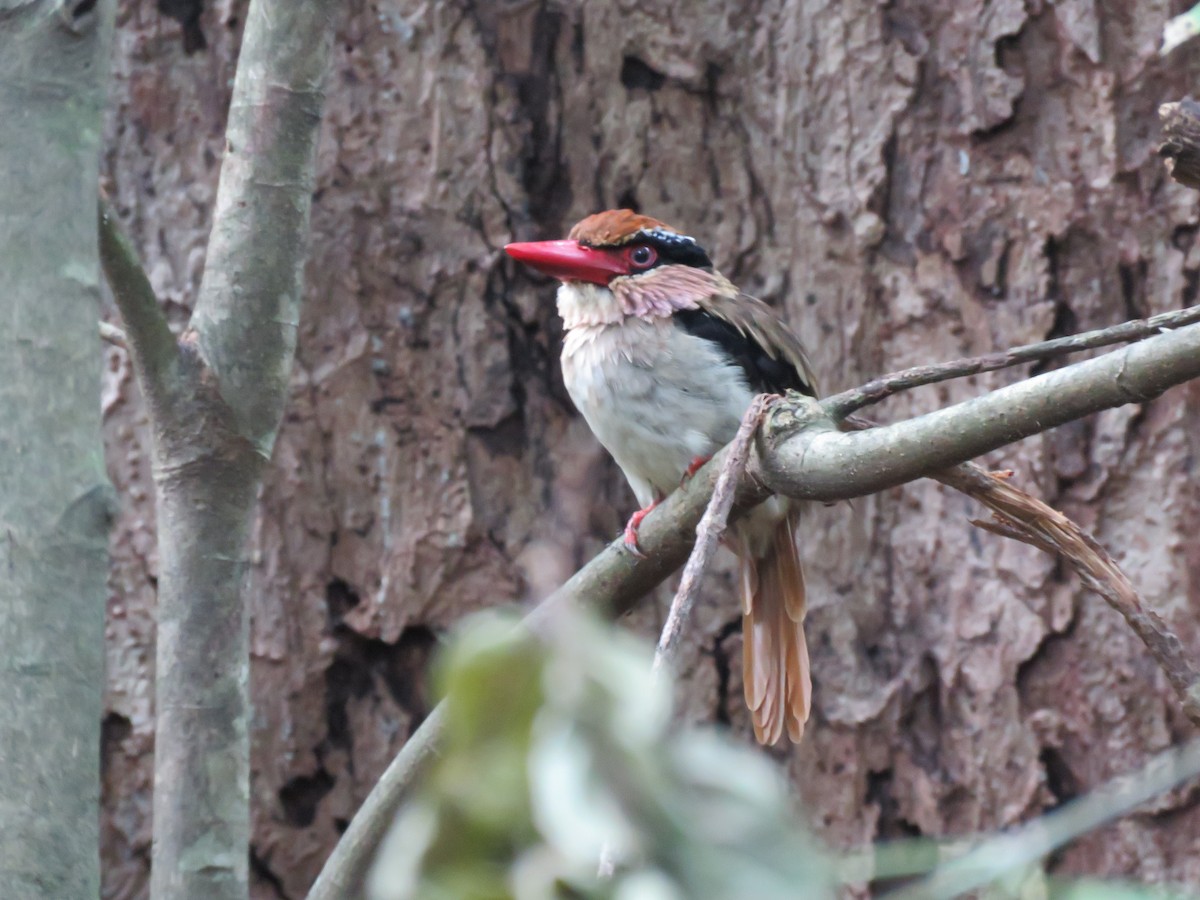 Sulawesi Lilac Kingfisher - ML622748787