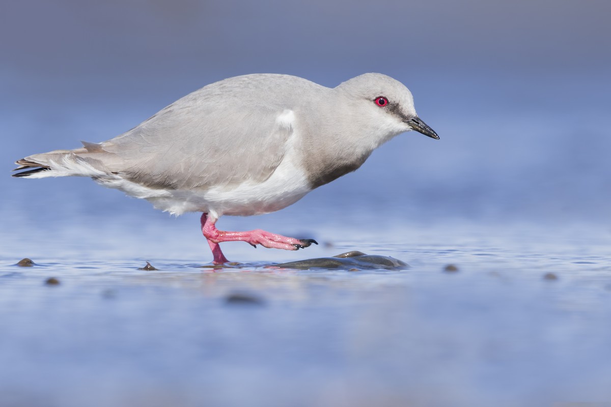 Magellanic Plover - ML622748791