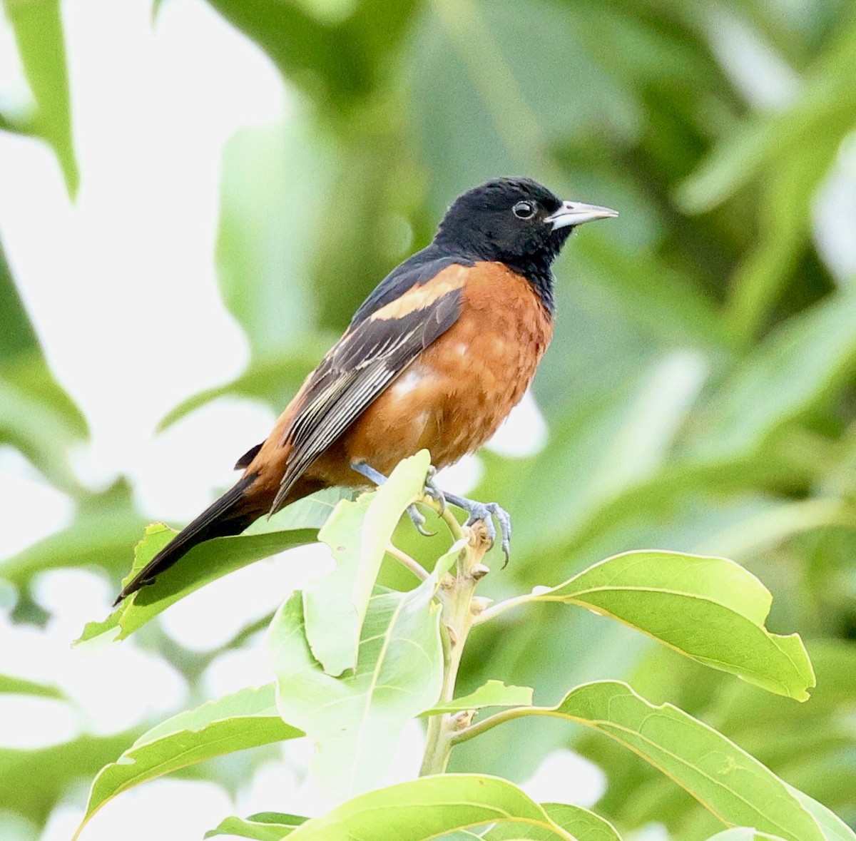 Gartentrupial - ML622748792