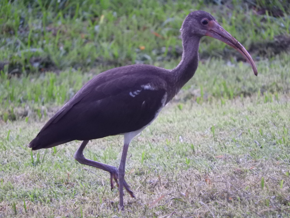 White Ibis - Manuel Murillo Alcedo