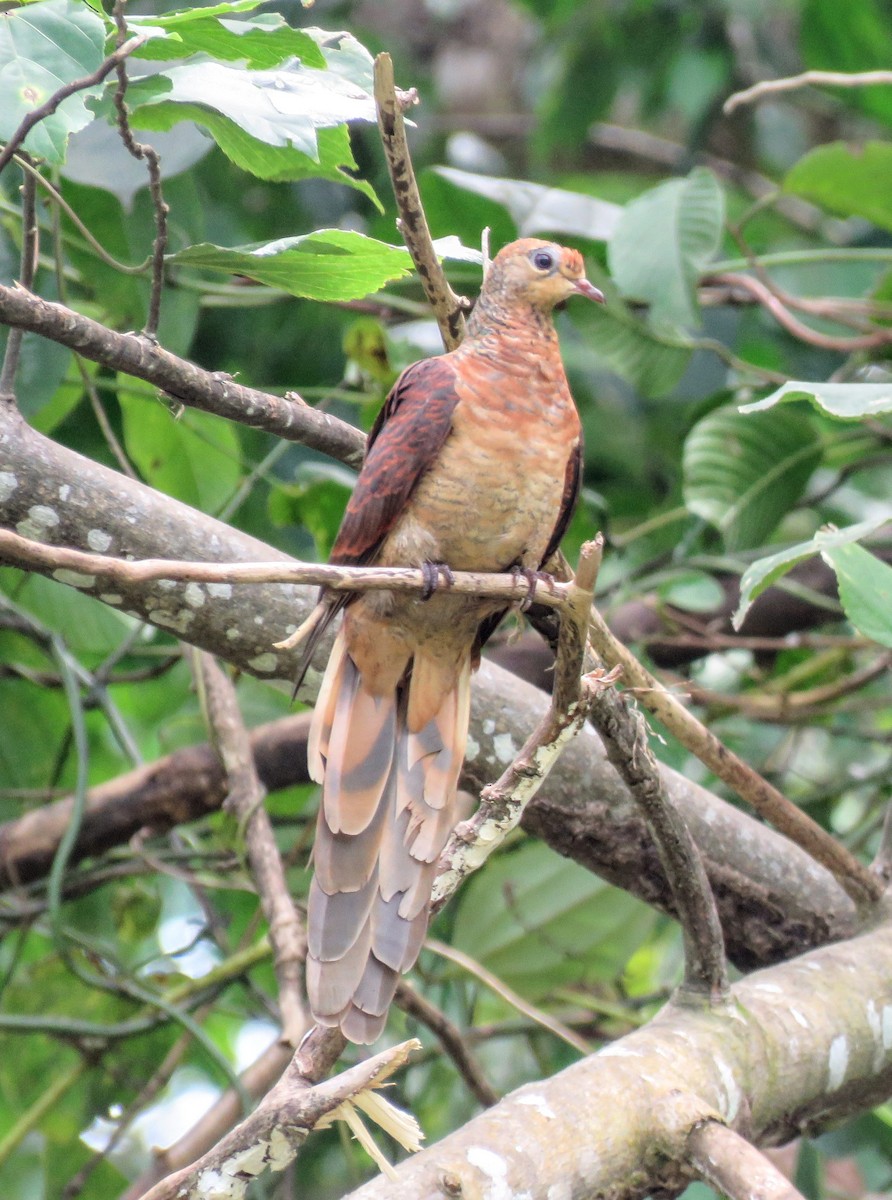 Sultan's Cuckoo-Dove - ML622748845