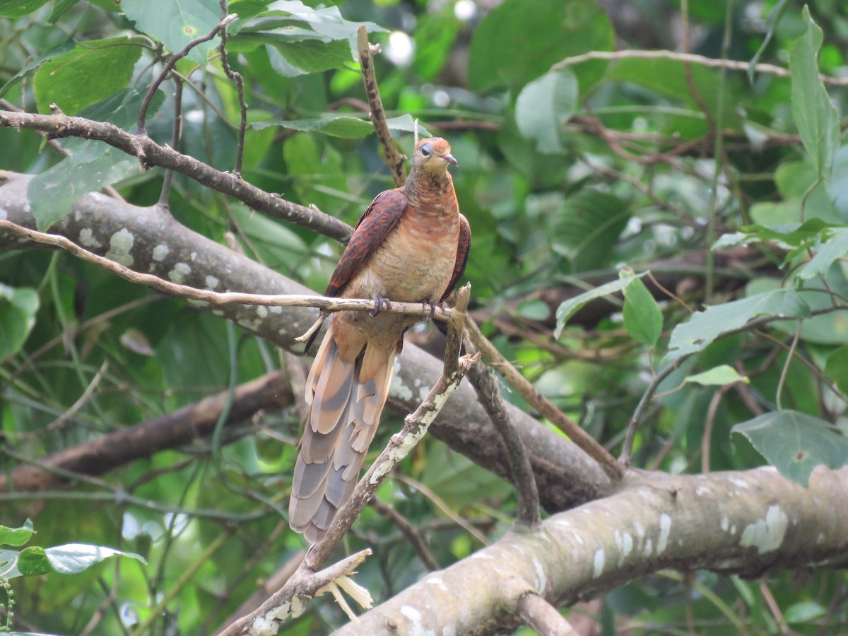 Sultan's Cuckoo-Dove - ML622748846