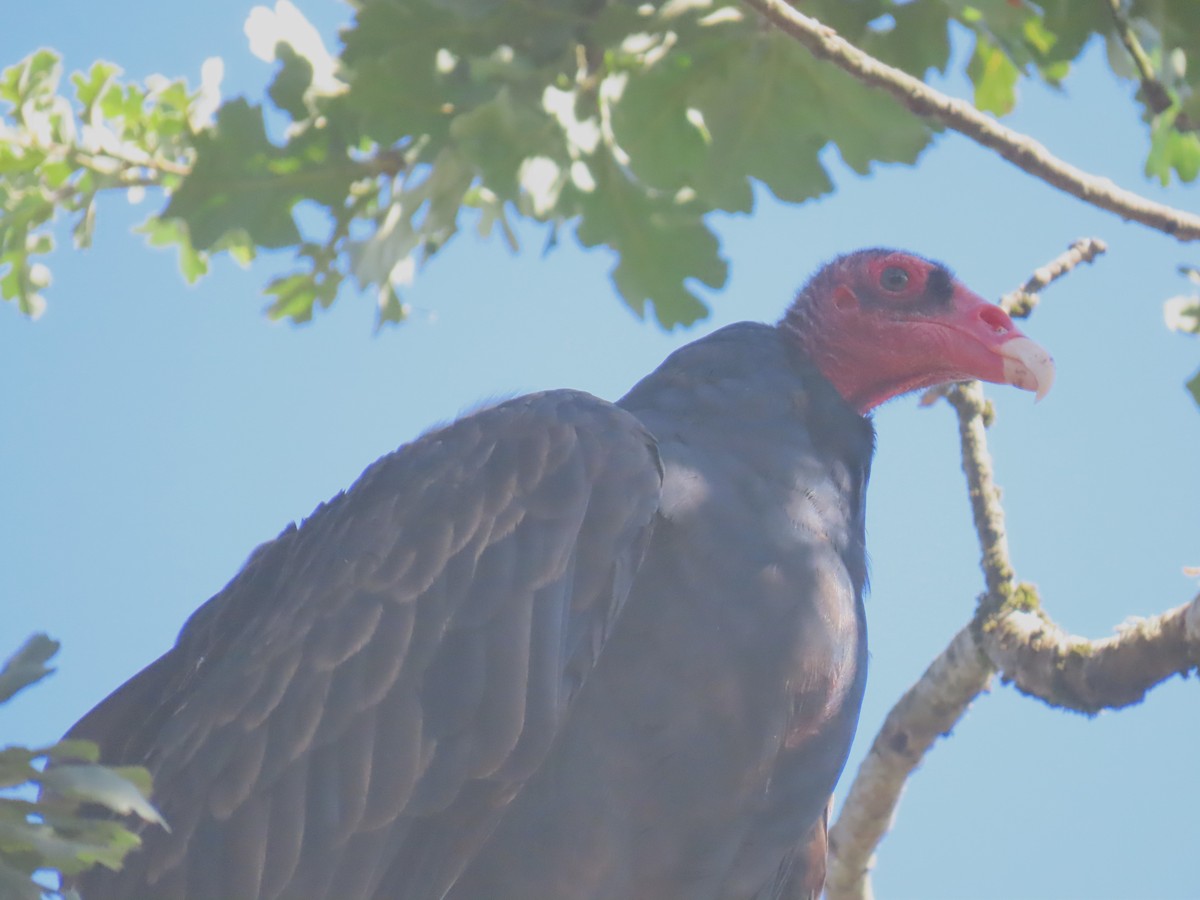 Turkey Vulture (Northern) - ML622748881