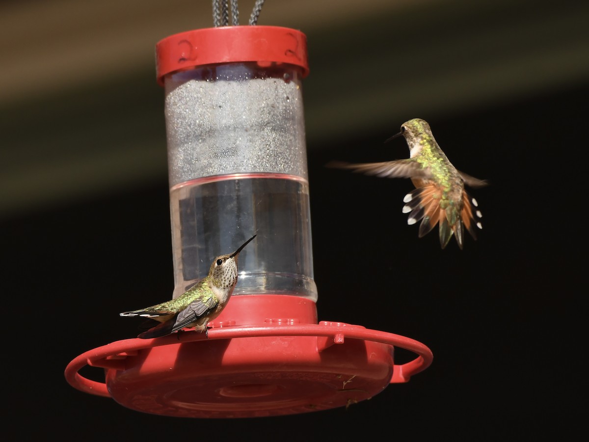 Rufous Hummingbird - ML622748898