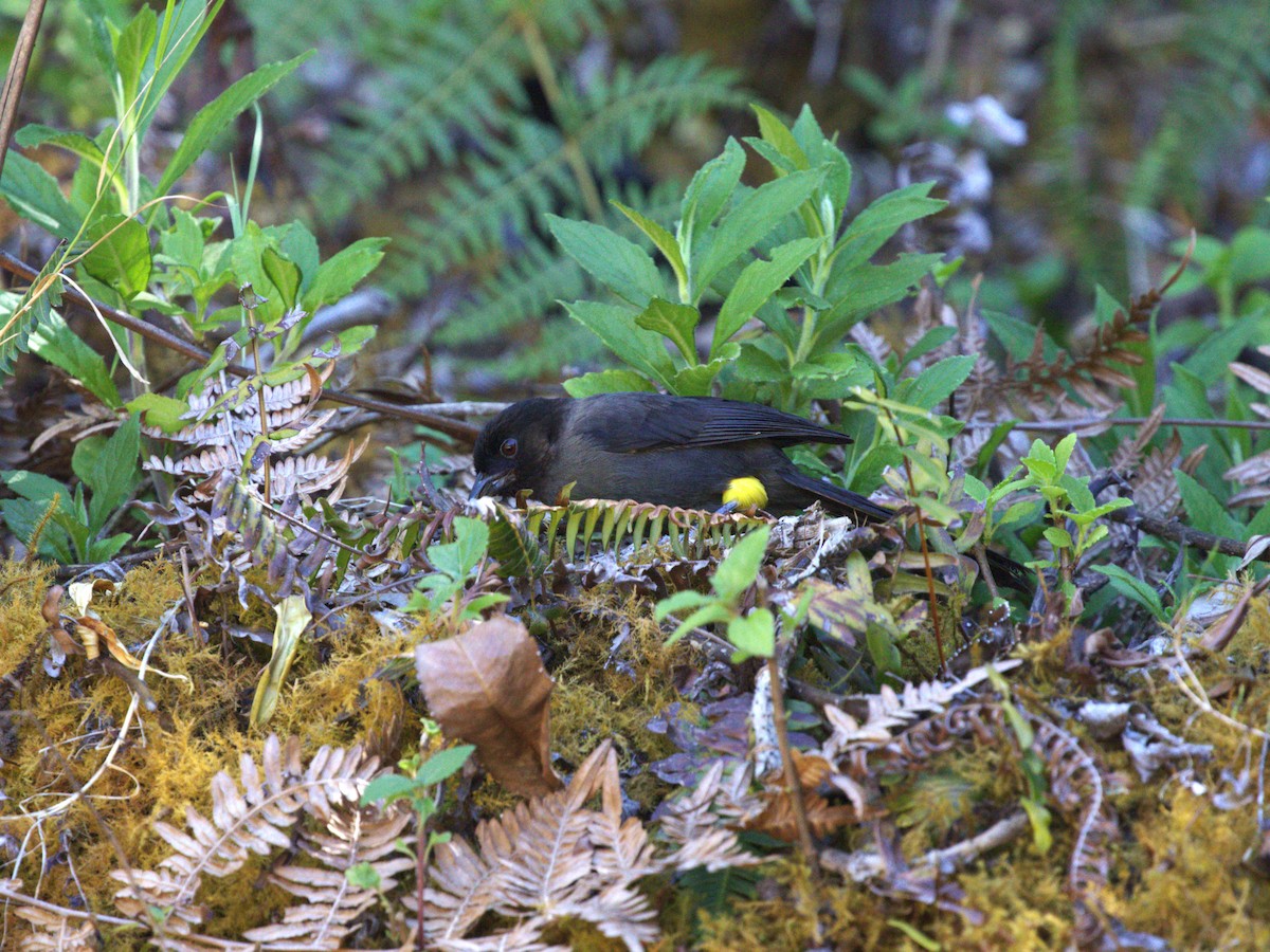 Yellow-thighed Brushfinch - ML622748907