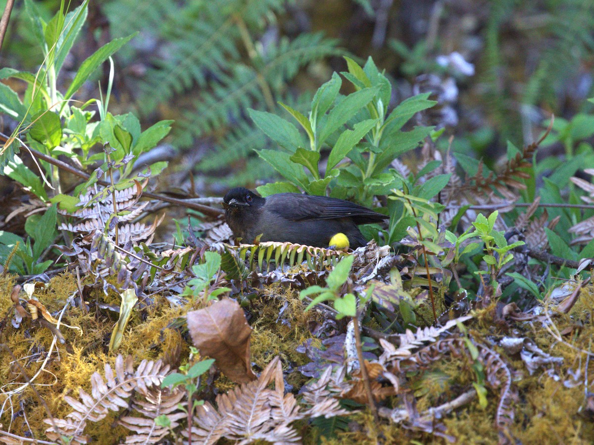 Yellow-thighed Brushfinch - ML622748908