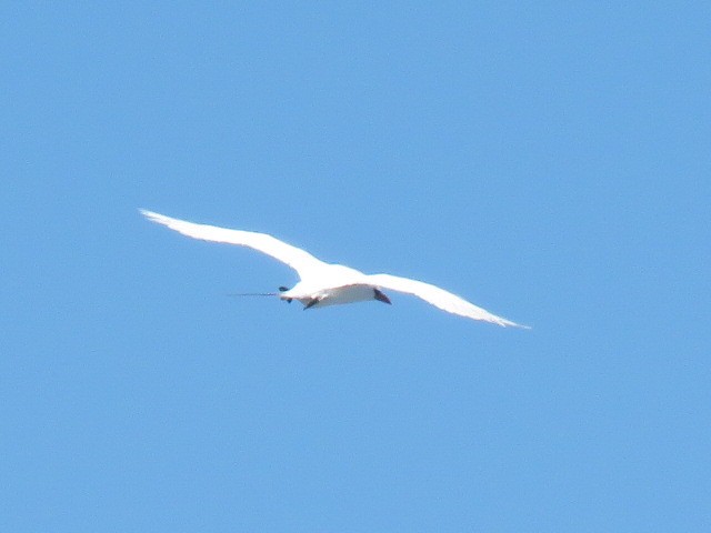 Red-tailed Tropicbird - Don Wilshere