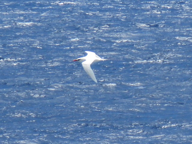 Red-tailed Tropicbird - ML622748924