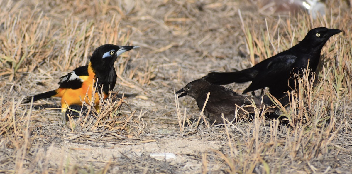 Venezuelan Troupial - ML622748941