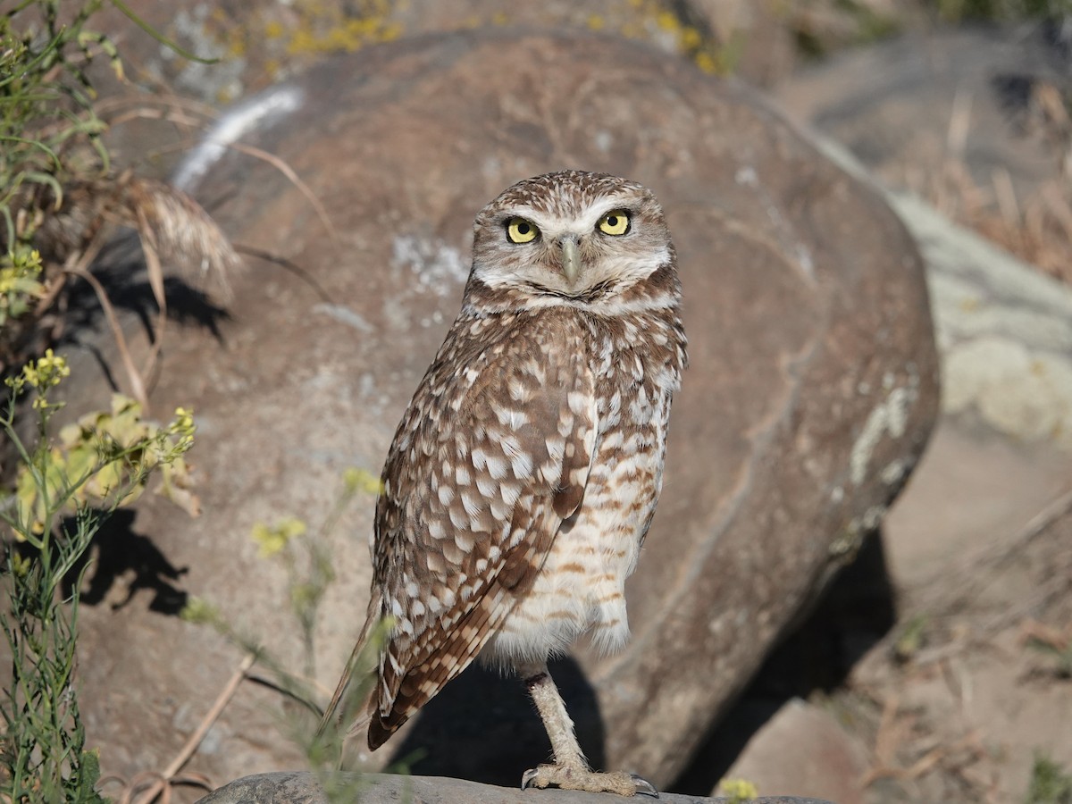 Burrowing Owl - ML622748956