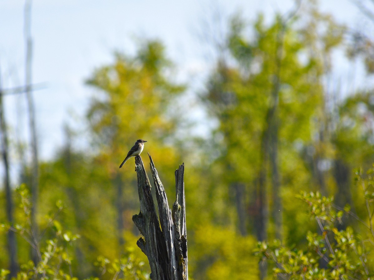 Alder/Willow Flycatcher (Traill's Flycatcher) - ML622748958