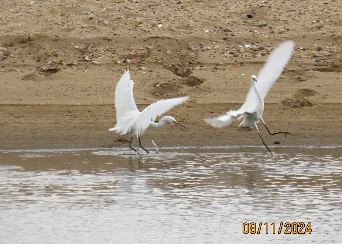 Snowy Egret - ML622748962