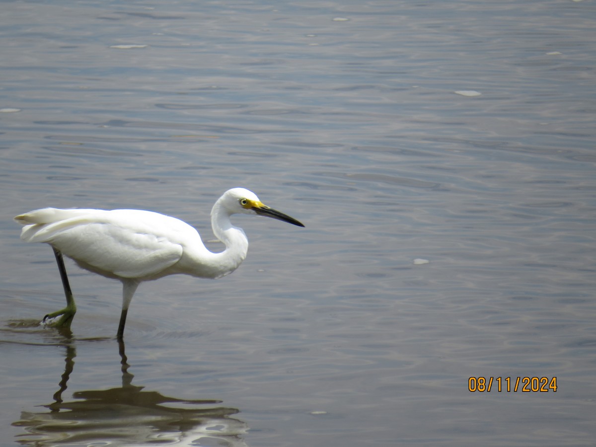 Snowy Egret - ML622748963