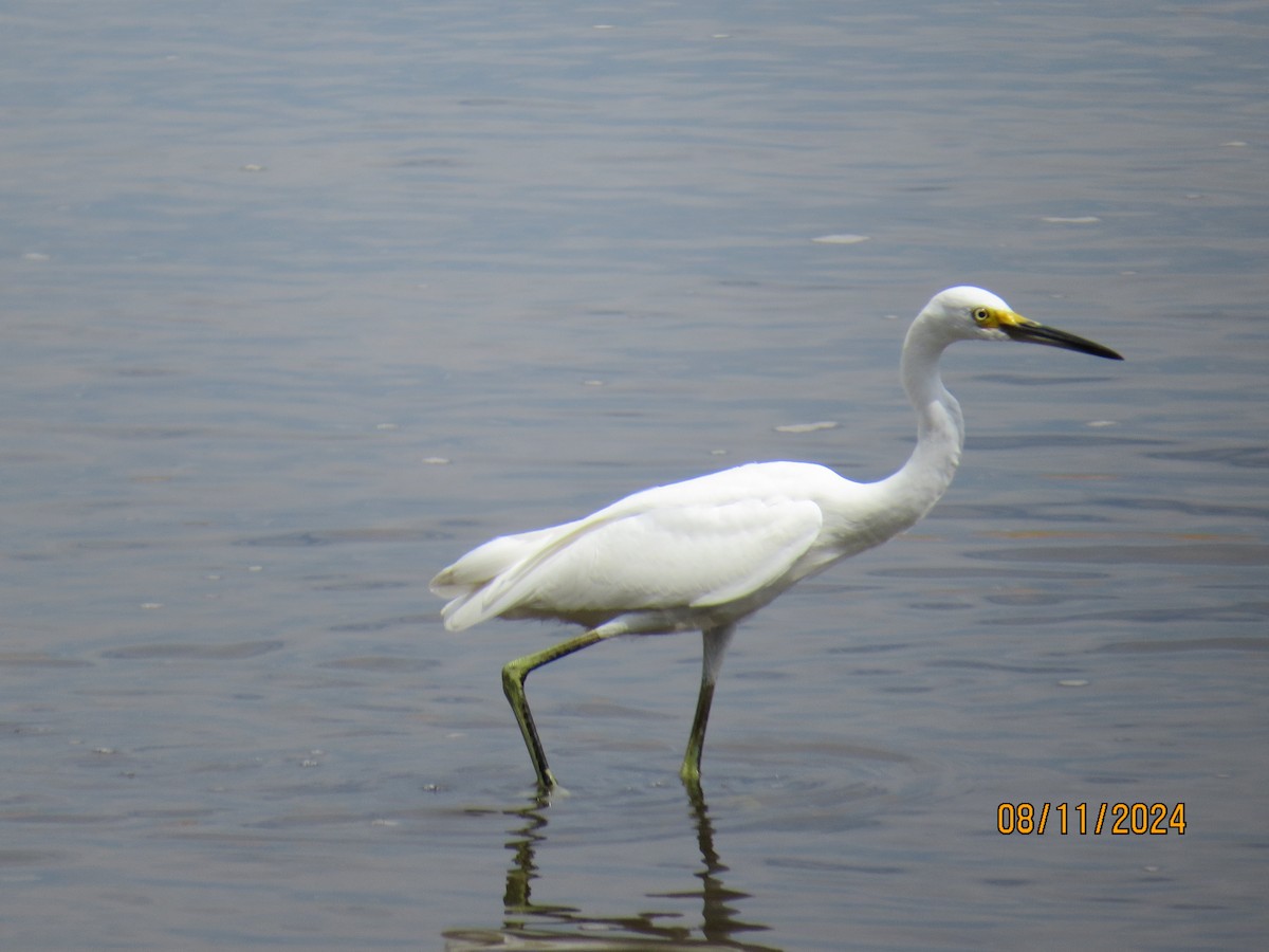 Snowy Egret - ML622748964