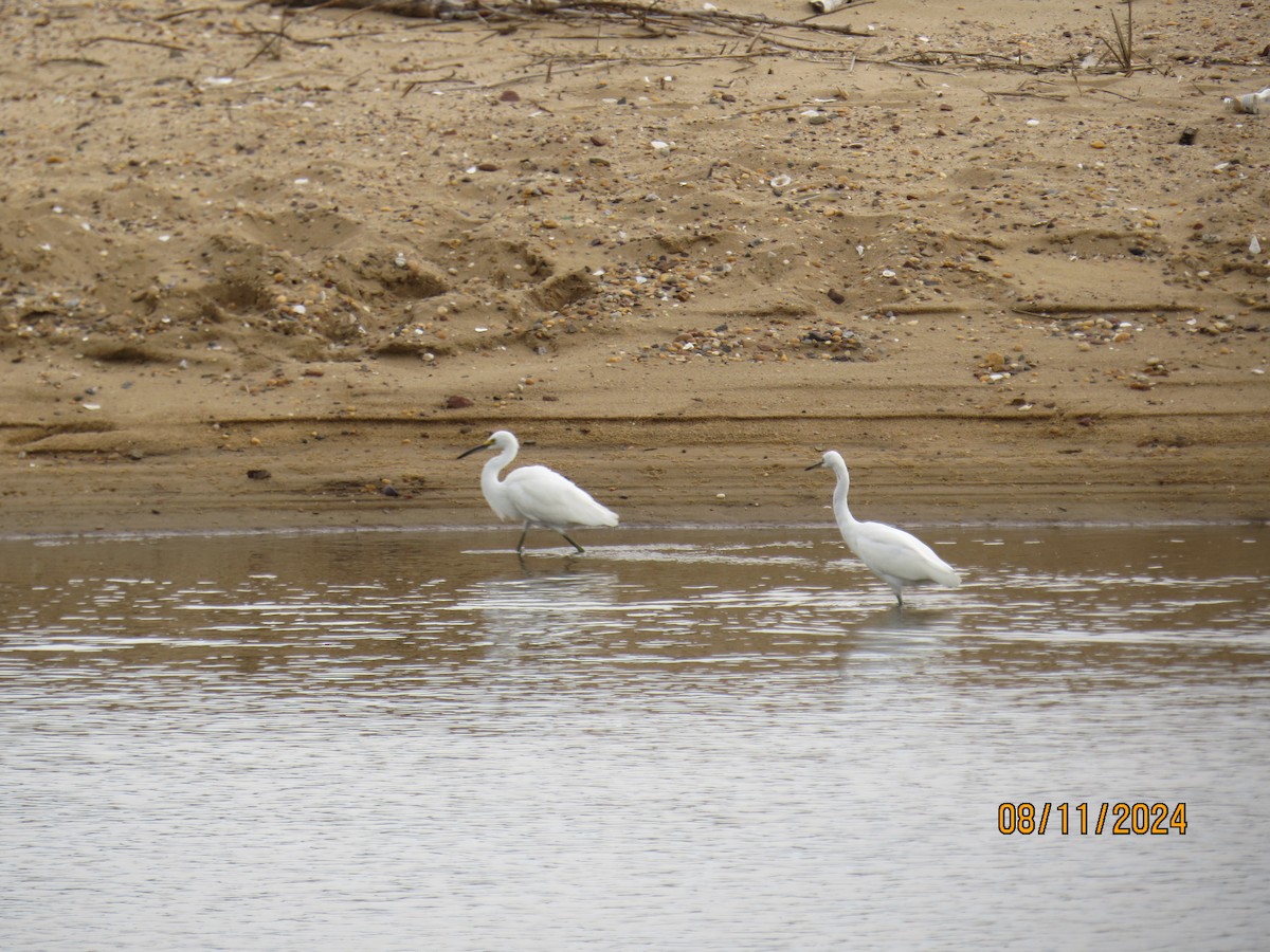 Snowy Egret - ML622748965