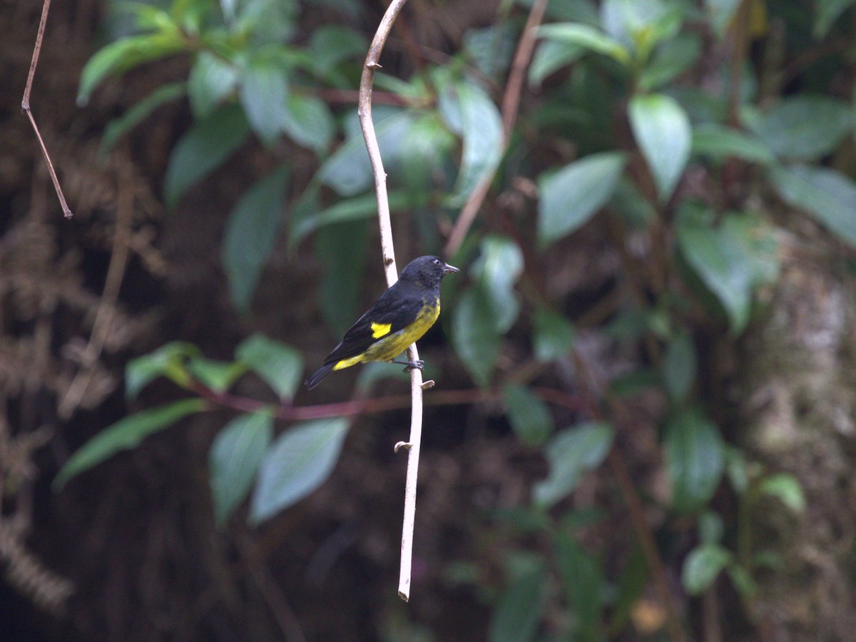 Yellow-bellied Siskin - ML622749037