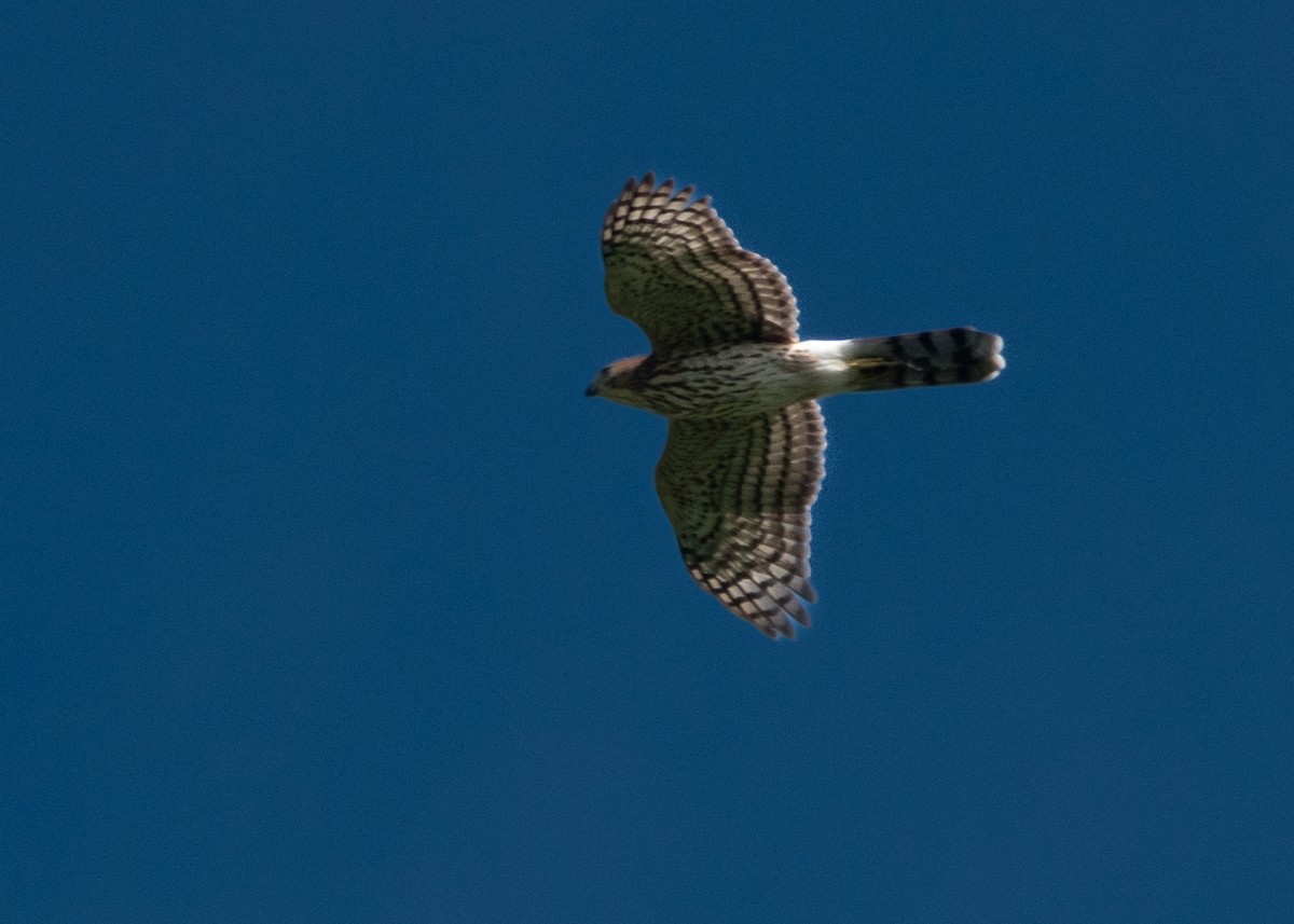 Cooper's Hawk - ML622749047