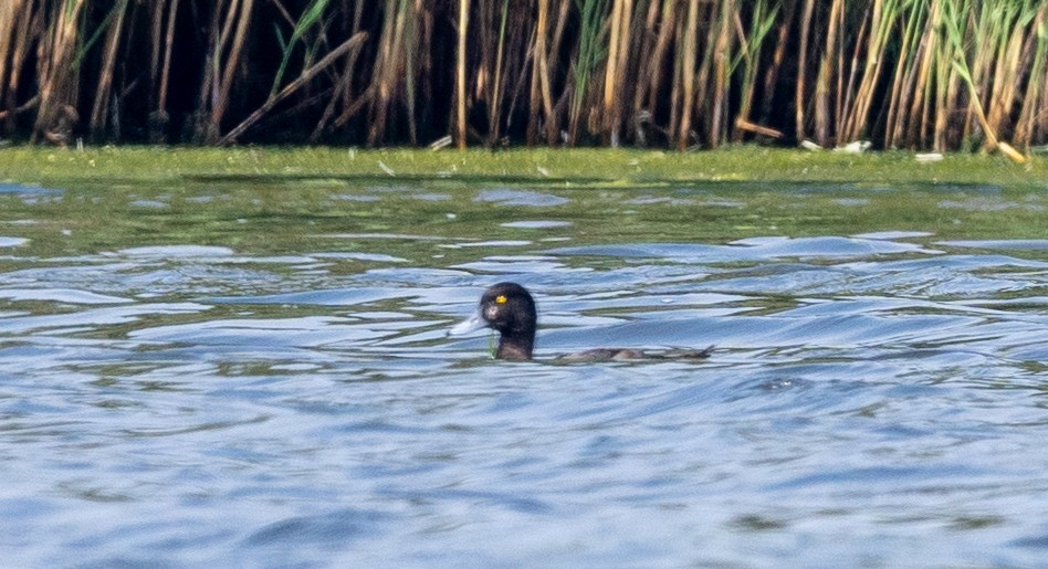 Greater Scaup - ML622749092