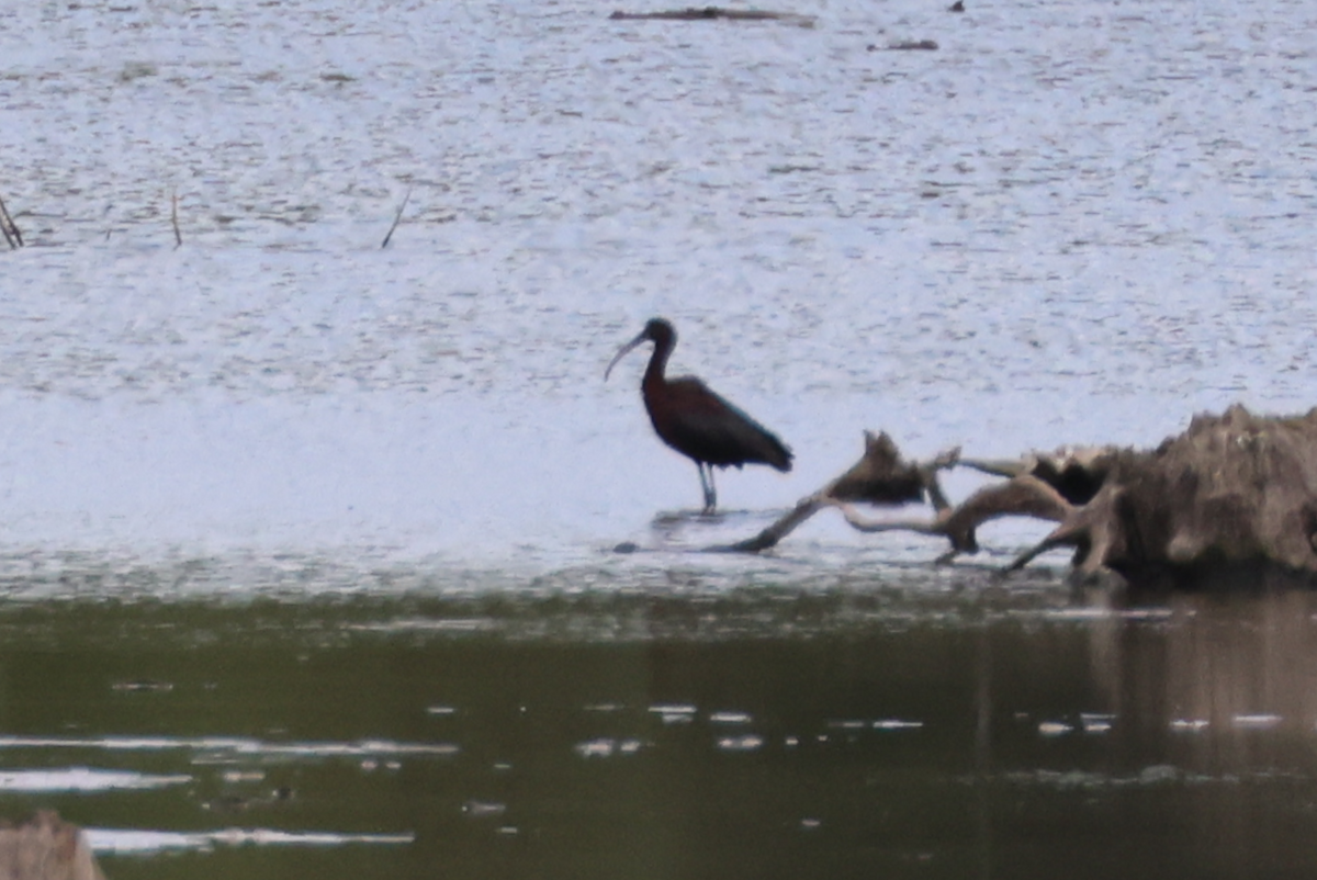 Glossy Ibis - ML622749125