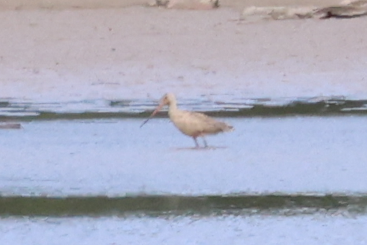 Marbled Godwit - ML622749127