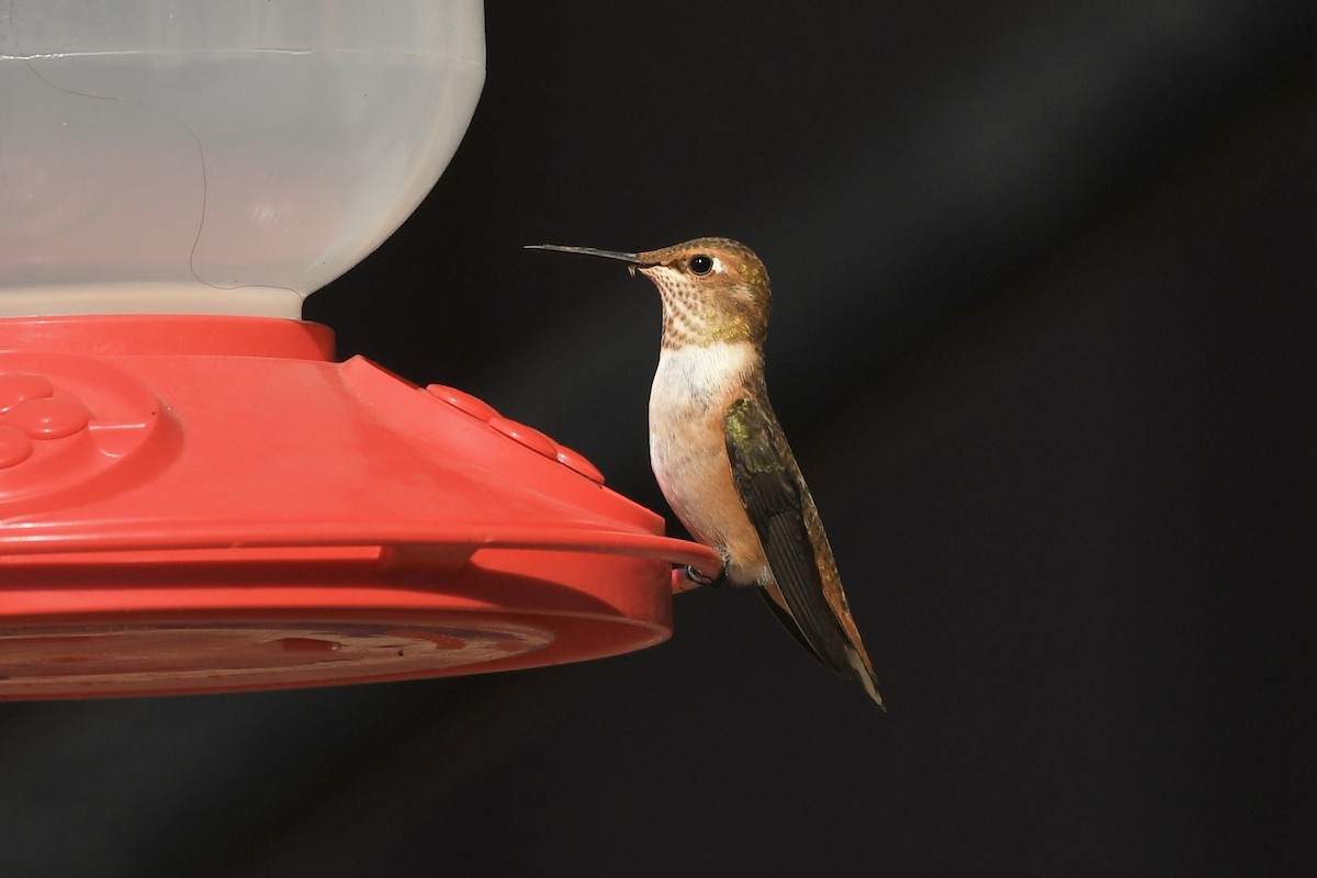 Rufous Hummingbird - ML622749157