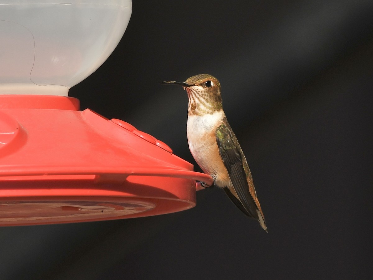 Rufous Hummingbird - ML622749158