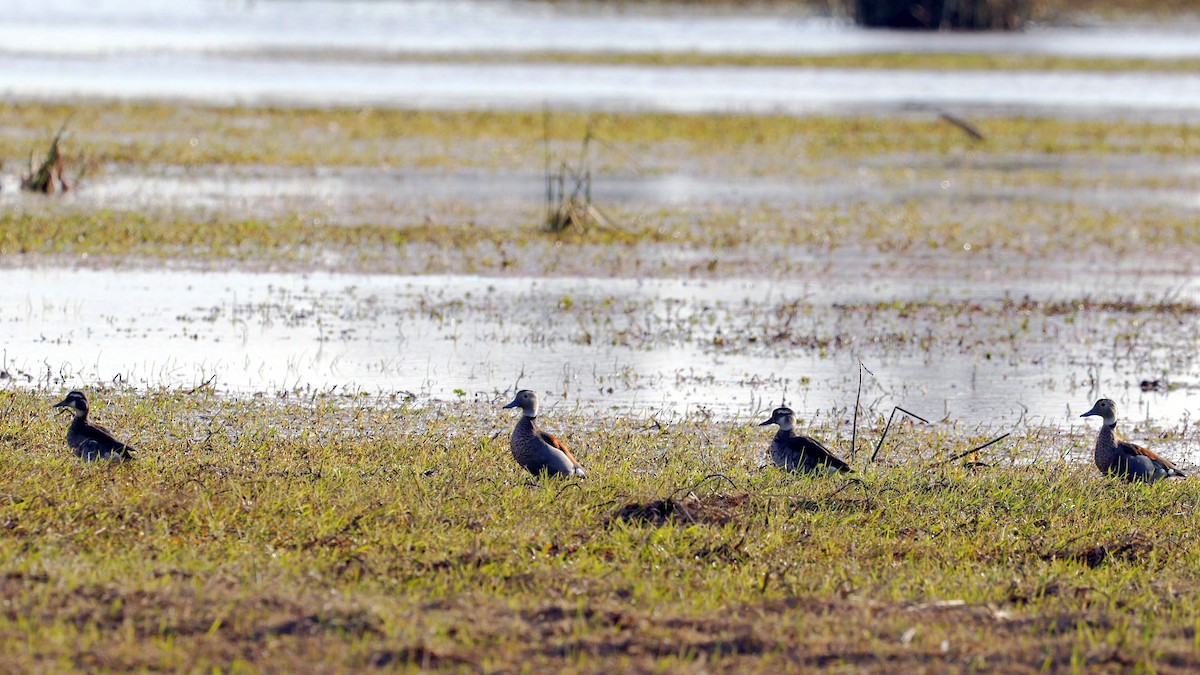 Pato Acollarado - ML622749183