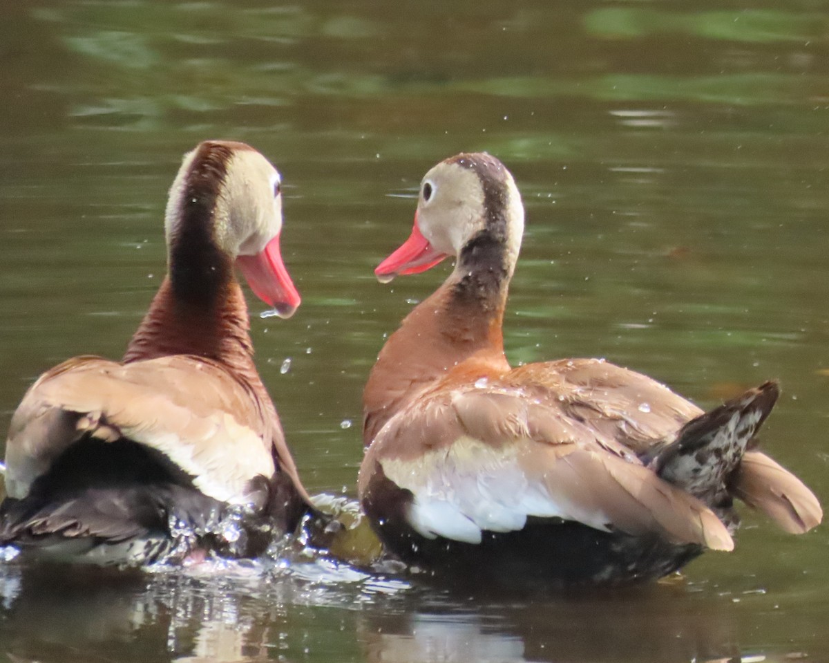 Black-bellied Whistling-Duck - Laurie Witkin