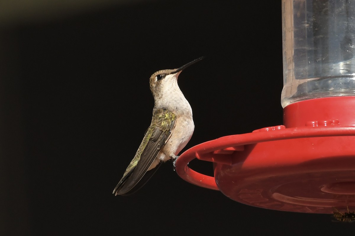 Black-chinned Hummingbird - ML622749226