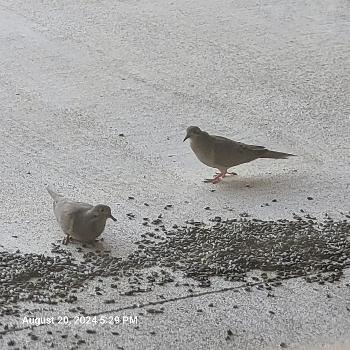 Mourning Dove - Anonymous