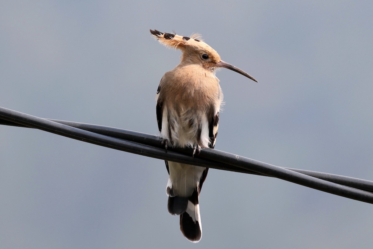 Eurasian Hoopoe - ML622749322