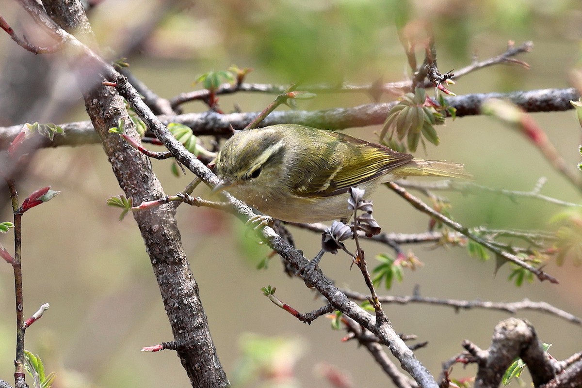 Blyth's Leaf Warbler - ML622749354