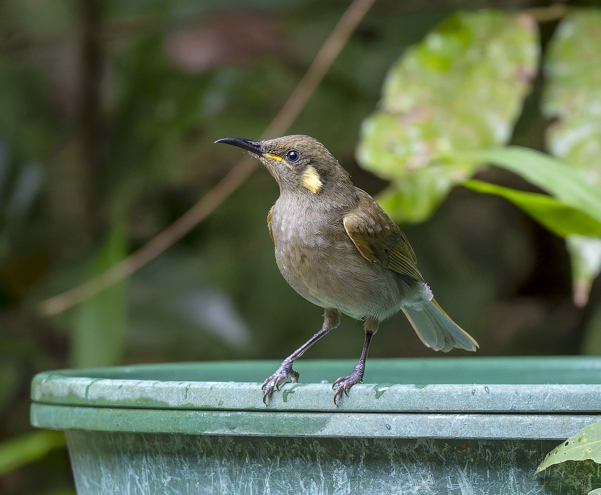 Yellow-spotted Honeyeater - ML622749365